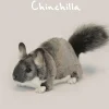 Hansa chinchilla