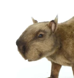 Hansa Creation capibara