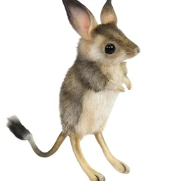 Hansa Creation springmuis